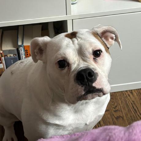 Bananabelcreates Annabel Young Github