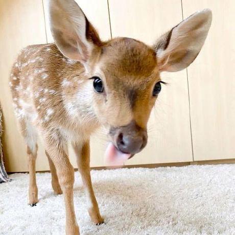 Github Dev Frontend Developer Stephani Engel 54 Coment Rios - Geometric Design Collection - HD Quality