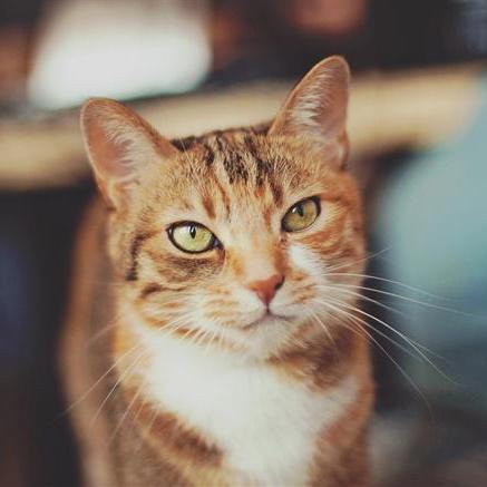 Feli Carballo Github - Incredible Mobile Nature Photos | Free Download