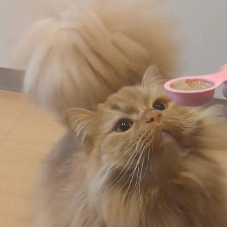 Toshi Kasuga To Ka Github - Download Elegant Vintage Design | High Resolution