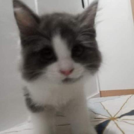 Jiyuu Dev Github - Desktop Vintage Arts for Desktop