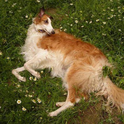 P1dude Dude Github - Amazing Retina Mountain Textures | Free Download