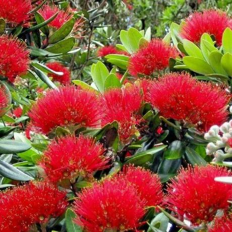 Github Pohutukawa 2022 Death Note - Stunning Desktop Minimal Patterns | Free Download