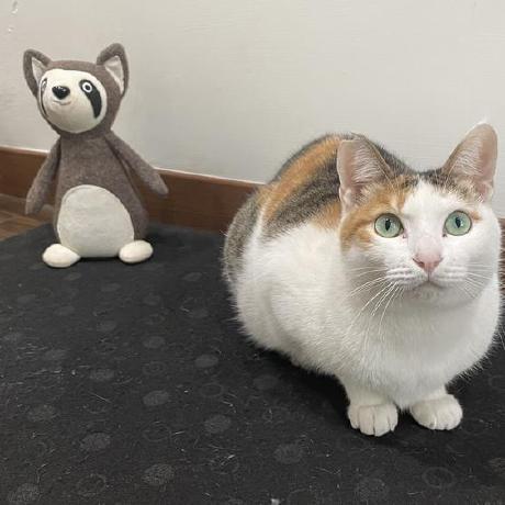 Csye6225 Miffy Github - Best Landscape Pictures in 4K