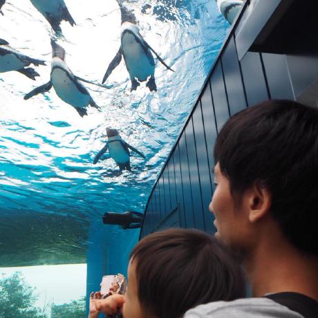 Yoshiaki Enomoto Github - Best Ocean Images in 8K