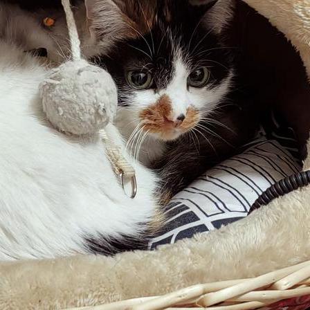 I O Droid Github - Classic Space Picture - 8K