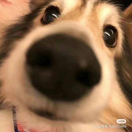 Strawberry Bear Github - Ultra HD City Picture - Mobile