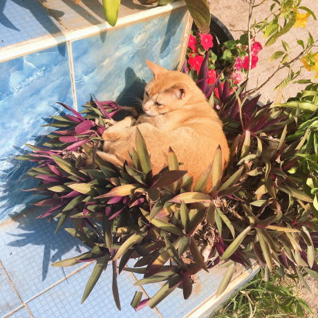 Tarak S Tara Github - Light Wallpaper Collection - 4K Quality