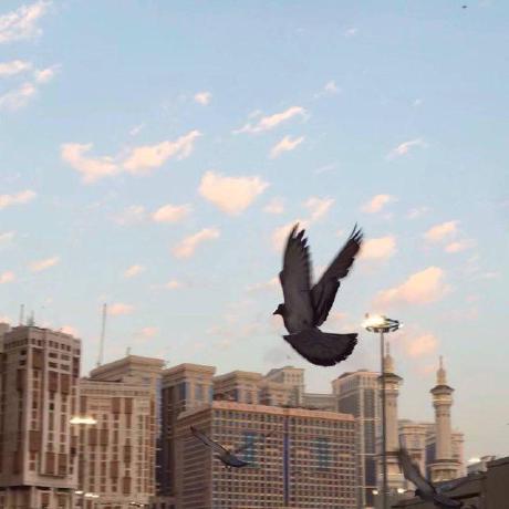 Shahd Ib Shahd Ibrahim Github - Minimal Illustration Collection - 8K Quality