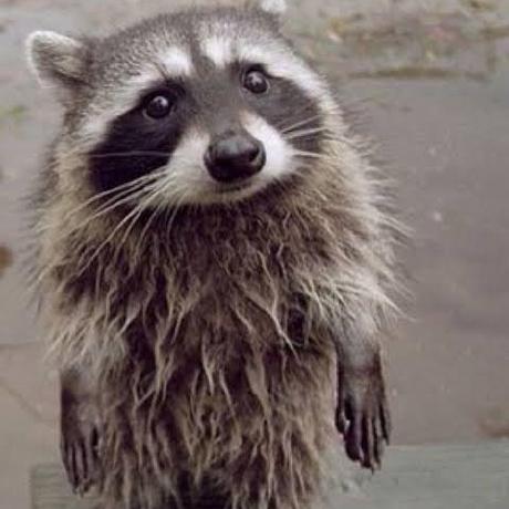 Studio Raccoons Github - Download Ultra HD City Photo | High Resolution