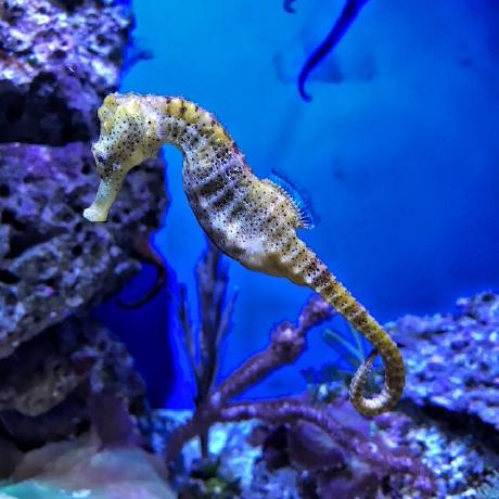 Yener460 Yener Roa Github - Dark Patterns - Perfect Ultra HD Collection