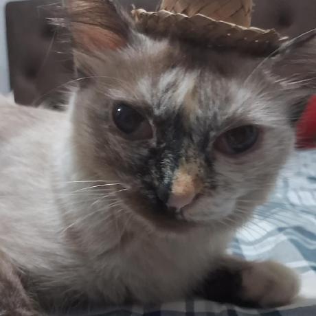 Antonio Andrew Github