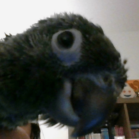 M151 Gee Github - 8K Colorful Designs for Desktop