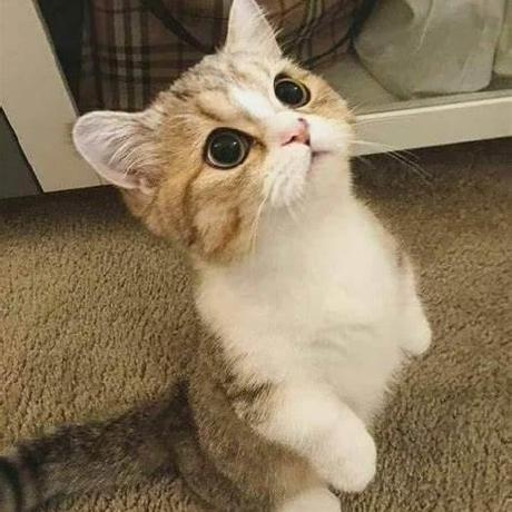 Blazeos Peak Docs Github Topics Github - Desktop Abstract Photos for Desktop