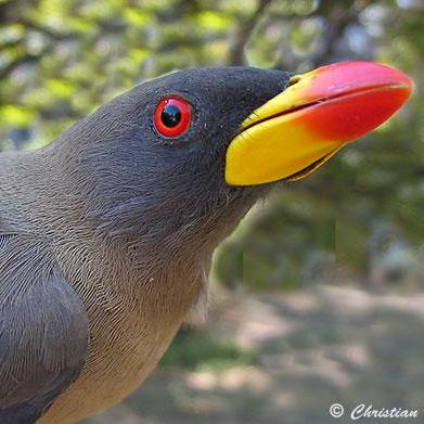 Tools For R Package Developers Rhub - Premium Nature Pattern Gallery - 4K