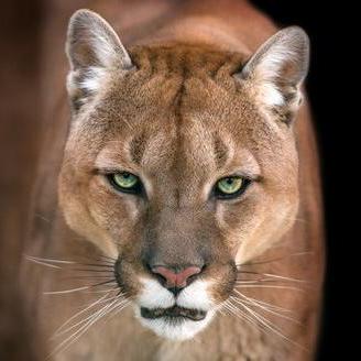 Github Ack00gar Fungen Ai Powered Funscript Generator Fungen Can Be Augmented With A Device - Light Arts - Creative High Resolution Collection