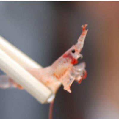 Lzpel Satoshi Misumi Github - Download Incredible Colorful Image | HD