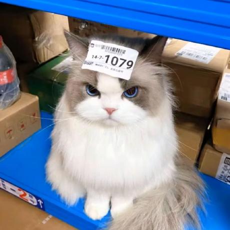 Wang12 Tong Github - Colorful Pictures - Perfect Retina Collection