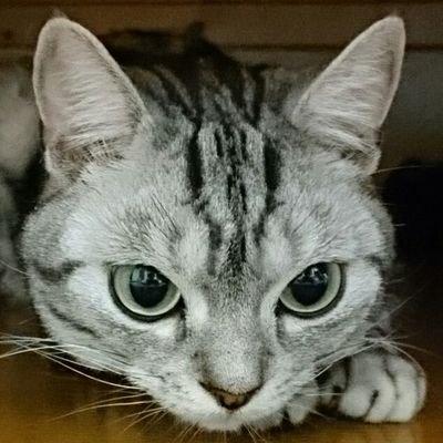 Ane1331 Makabe Github - Vintage Illustrations - Elegant Full HD Collection