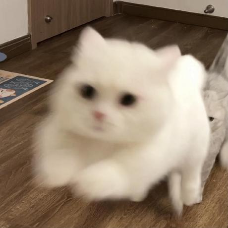 Bone De Bone De Github - Premium Landscape Picture Gallery - High Resolution