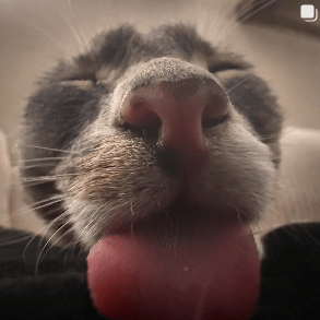 Colon Three3 Github - Classic City Picture - High Resolution