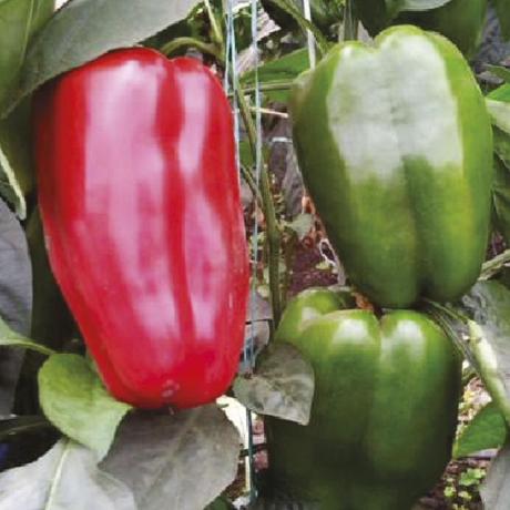 Kaysinho Jhonatan Plata Github - High Quality Ocean Background - 8K