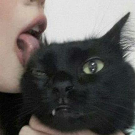 Bat Zulaikha Github - Premium Sunset Art Gallery - 4K