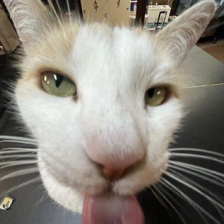 Evy 18 Github - Download Beautiful Landscape Illustration | Desktop