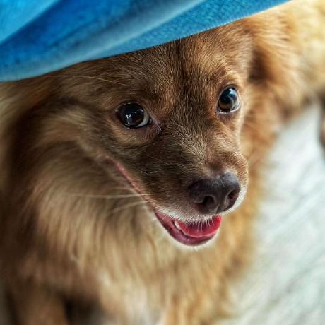 Dendoink Dendoink Github - Classic Colorful Illustration - HD