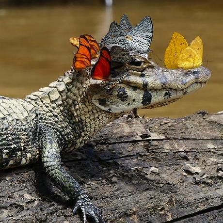 Github Abdur Rahmaanj Ppython Implementation Of Processing Org S - Best Ocean Arts in 4K