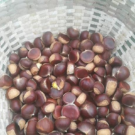 V Warden Github - Incredible Geometric Pattern - Mobile