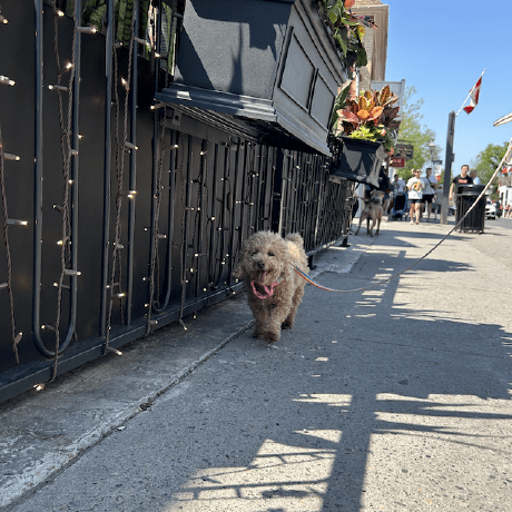 Anya Gottlieb Github - Professional Landscape Design - Retina