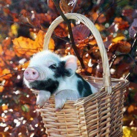 Petra Vilalba Github