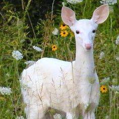 Doe 1 V Github - Best Ocean Pictures in 8K