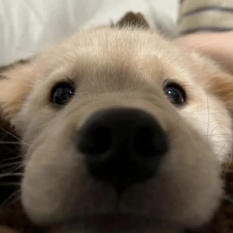 Github Qi Shanlin Easyaitetris Java - Desktop Space Wallpapers for Desktop