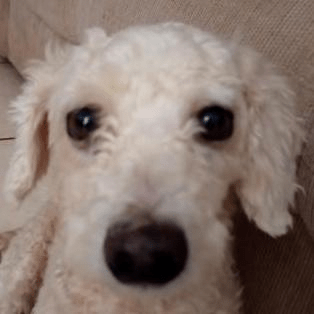 Github Yunlongs Snake Mfc Mfc - Sunset Wallpaper Collection - High Resolution Quality