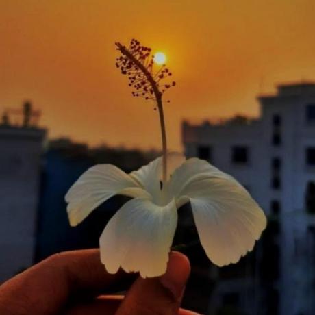 Hridya Suji Github - Download Artistic Vintage Wallpaper | Ultra HD