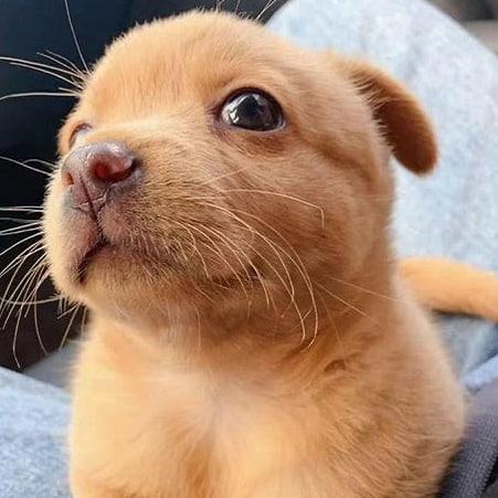 Osyu Alex Github - Landscape Illustrations - Perfect Desktop Collection