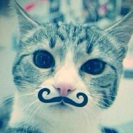 Troncattt Meow Github