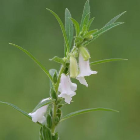 Sesame Seed 2 Github - HD Landscape Backgrounds for Desktop