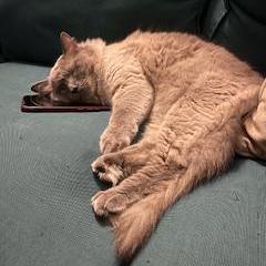 Perpetual Intelligence L L C Github - Ultra HD Dark Photos for Desktop