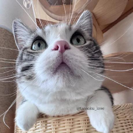 Komaru Discord Github - Landscape Wallpaper Collection - 4K Quality