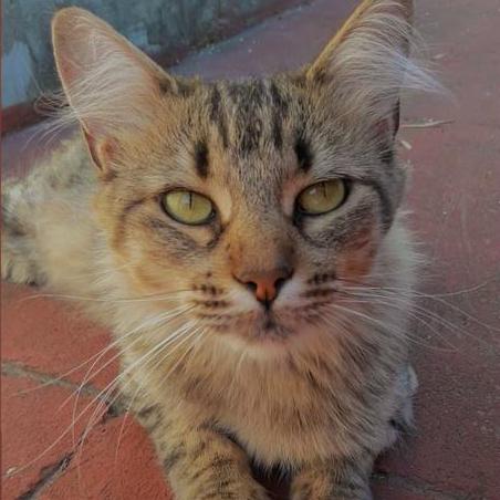 Ssroci Rocio Github - Best City Images in 4K