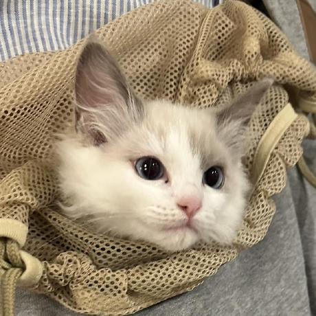 Htangden Github - Retina Ocean Wallpapers for Desktop