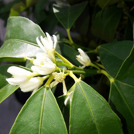 Github Imrkraghu Mca Mca Projects - Abstract Design Collection - High Resolution Quality