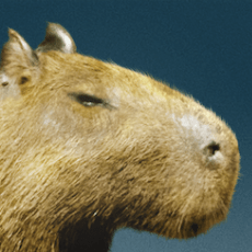 Cappy Pugliese Dagilis Lab Website - Premium Ocean Texture Gallery - Retina