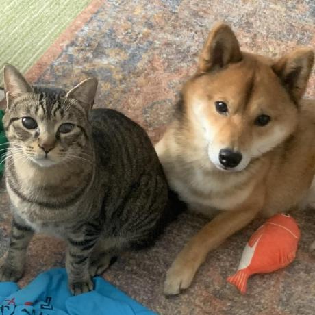 Yamauchi Pca Github - Mobile Sunset Images for Desktop