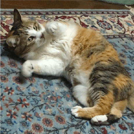 Perrying Teppei Suzuki Github - Gradient Designs - Premium Mobile Collection