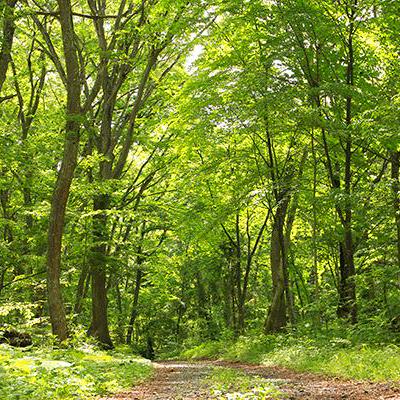 Smallchi Smallchi Koike Github - Download Artistic Landscape Photo | HD