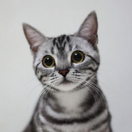 Github Dustray Electronic Seal - Best Dark Photos in Desktop